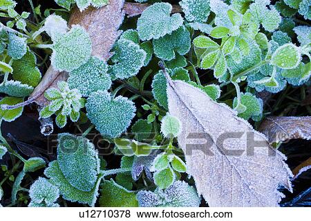 Stock Photo - Leaves on ground covered in frost. Fotosearch