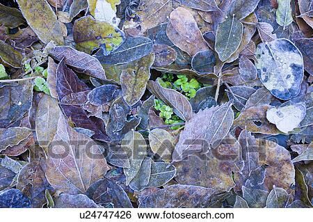 Leaves on ground covered in frost View Large Photo Image Stock Photograph - Leaves on ground covered in frost. Fotosearch