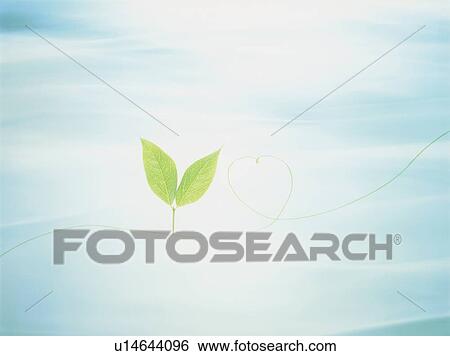 Leaves on line forming heart, blue background View Large Photo Image Stock Photograph - Leaves on line forming heart, blue background. Fotosearch