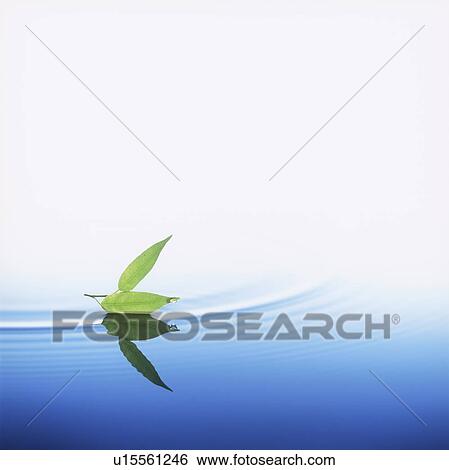 Leaves on water surface, copy space View Large Photo Image Stock Photograph - Leaves on water surface, copy space. Fotosearch