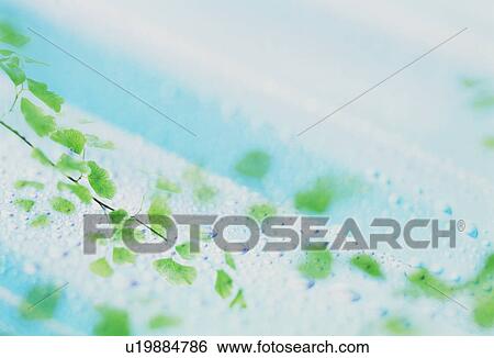 Stock Photograph - Leaves on wet gray surface. Fotosearch