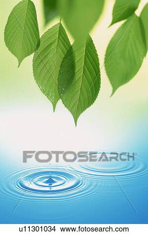 Picture - Leaves over rippled water. Fotosearch