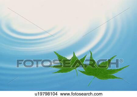 Picture - Leaves over rippled water. Fotosearch