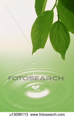 Leaves over rippled water View Large Photo Image Stock Image - Leaves over rippled water. Fotosearch
