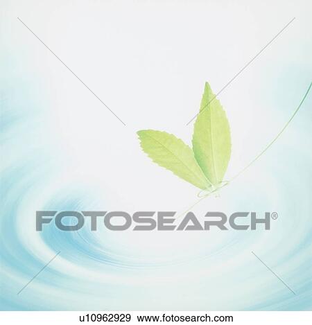 Leaves over rippled water View Large Photo Image Stock Photo - Leaves over rippled water. Fotosearch