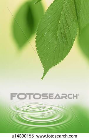 Stock Photography - Leaves over rippled water. Fotosearch