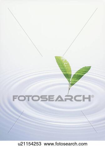 Leaves over rippled water, white background View Large Photo Image Stock Image - Leaves over rippled water, white background. Fotosearch