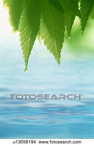 Leaves over water View Large Photo Image Picture - Leaves over water. Fotosearch