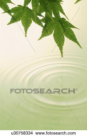 Picture - Leaves over water. Fotosearch