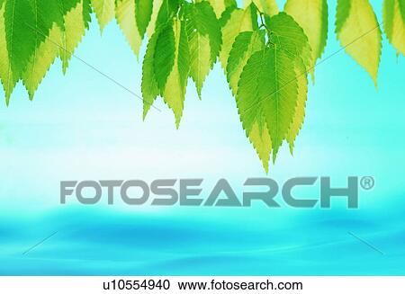Stock Image - Leaves over water. Fotosearch