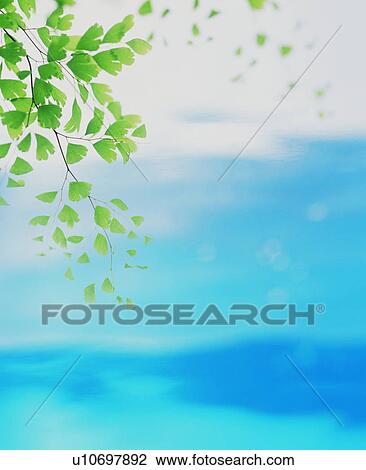Stock Image - Leaves over water. Fotosearch