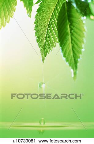 Leaves over water View Large Photo Image Stock Image - Leaves over water. Fotosearch