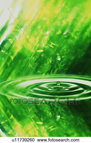 Stock Image - Leaves over water. Fotosearch