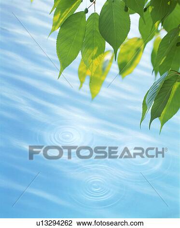 Leaves over water View Large Photo Image Stock Image - Leaves over water. Fotosearch