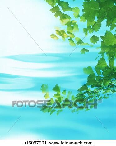 Leaves over water View Large Photo Image Stock Image - Leaves over water. Fotosearch