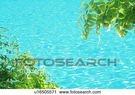 Leaves over water View Large Photo Image Stock Image - Leaves over water. Fotosearch