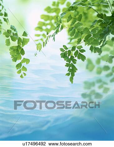 Stock Image - Leaves over water. Fotosearch