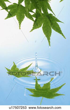 Stock Image - Leaves over water. Fotosearch