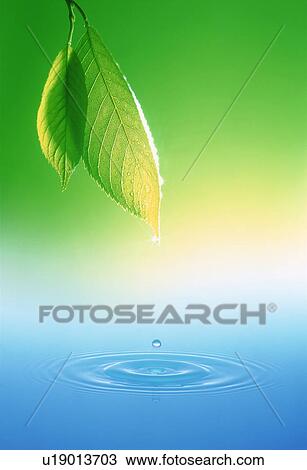 Stock Image - Leaves over water. Fotosearch