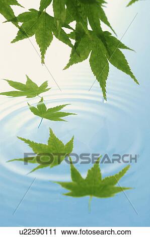 Stock Image - Leaves over water. Fotosearch