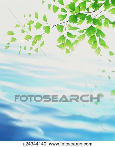 Leaves over water View Large Photo Image Stock Image - Leaves over water. Fotosearch