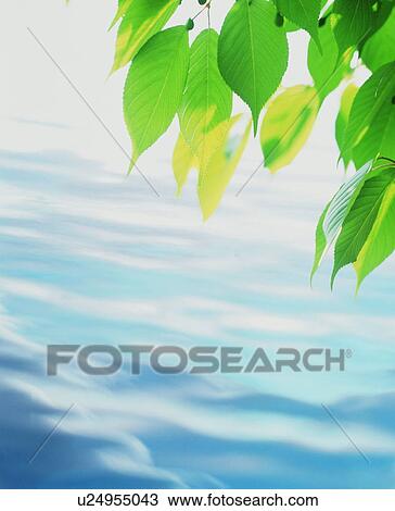 Stock Image - Leaves over water. Fotosearch
