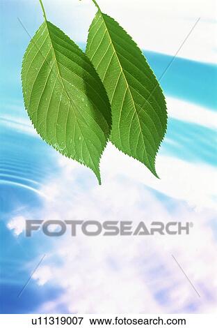 Stock Photo - Leaves over water. Fotosearch