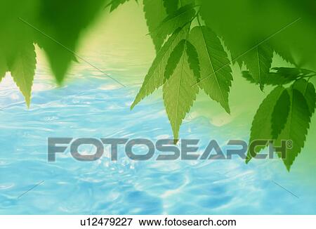 Stock Photo - Leaves over water. Fotosearch