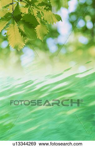 Stock Photo - Leaves over water. Fotosearch