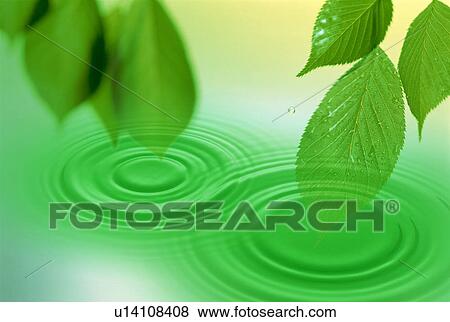 Stock Photo - Leaves over water. Fotosearch