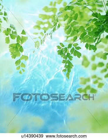 Leaves over water View Large Photo Image Stock Photo - Leaves over water. Fotosearch