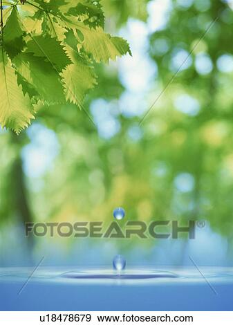 Leaves over water View Large Photo Image Stock Photo - Leaves over water. Fotosearch