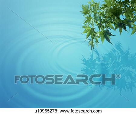 Stock Photo - Leaves over water. Fotosearch