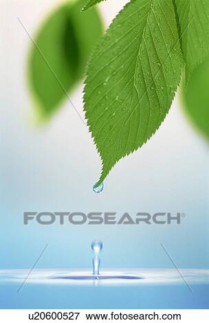 Leaves over water View Large Photo Image Stock Photo - Leaves over water. Fotosearch
