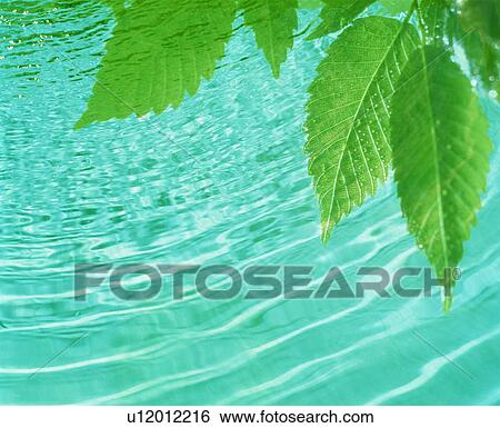 Stock Photograph - Leaves over water. Fotosearch