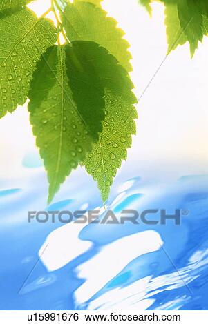 Leaves over water View Large Photo Image Stock Photograph - Leaves over water. Fotosearch