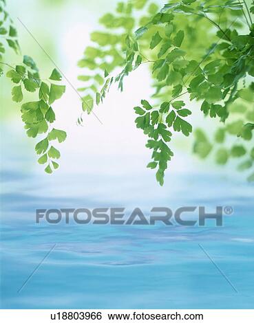 Stock Photograph - Leaves over water. Fotosearch