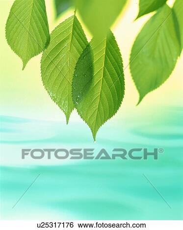 Stock Photograph - Leaves over water. Fotosearch