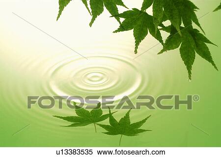Stock Photography - Leaves over water. Fotosearch