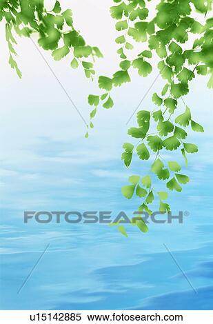 Stock Photography - Leaves over water. Fotosearch