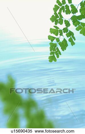 Stock Photography - Leaves over water. Fotosearch