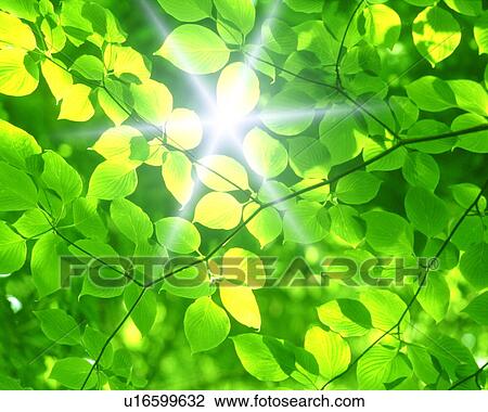Leaves View Large Photo Image Stock Image - Leaves. Fotosearch