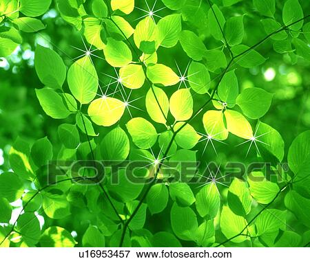 Leaves View Large Photo Image Stock Photo - Leaves. Fotosearch