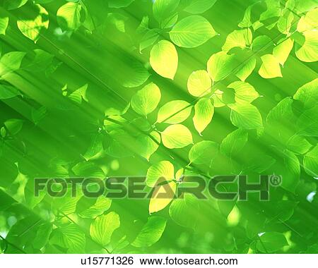 Leaves View Large Photo Image Stock Photograph - Leaves. Fotosearch