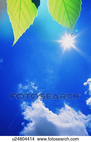 Picture - Leaves under a blue sky. Fotosearch