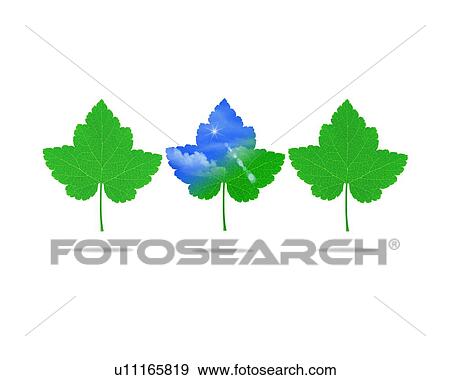Stock Photo - Leaves with image of sky, computer graphic, white background. Fotosearch