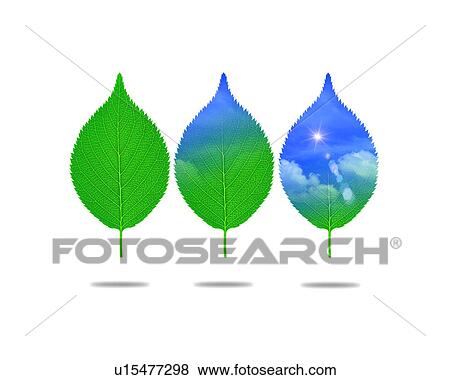 Stock Photo - Leaves with image of sky, computer graphic, white background. Fotosearch