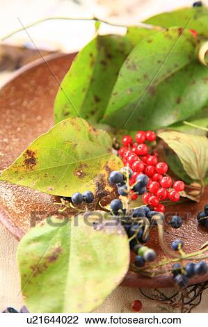 Leaves with red and blue berries on plate, close up View Large Photo Image Stock Image - Leaves with red and blue berries on plate, close up. Fotosearch