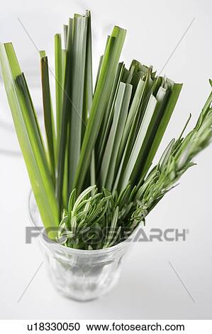 Stock Image - Lemon grass and rosemary. Fotosearch