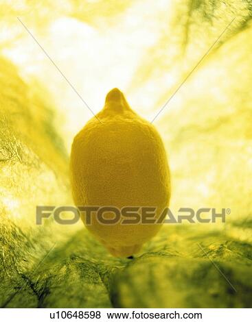 Stock Photo - Lemon. Fotosearch